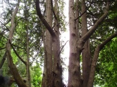 DSC08066.JPG